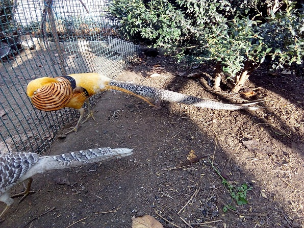 Фото 5. Инкубационные яйца фазанов декоративных пород