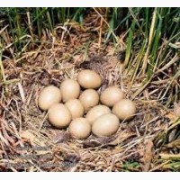 Инкубационные яйца фазанов декоративных пород