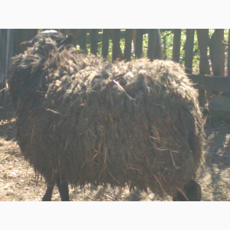 Фото 2. Продам вівці романоської породи