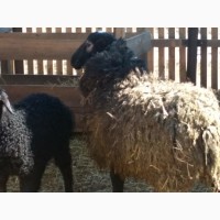 Продам вівці романоської породи