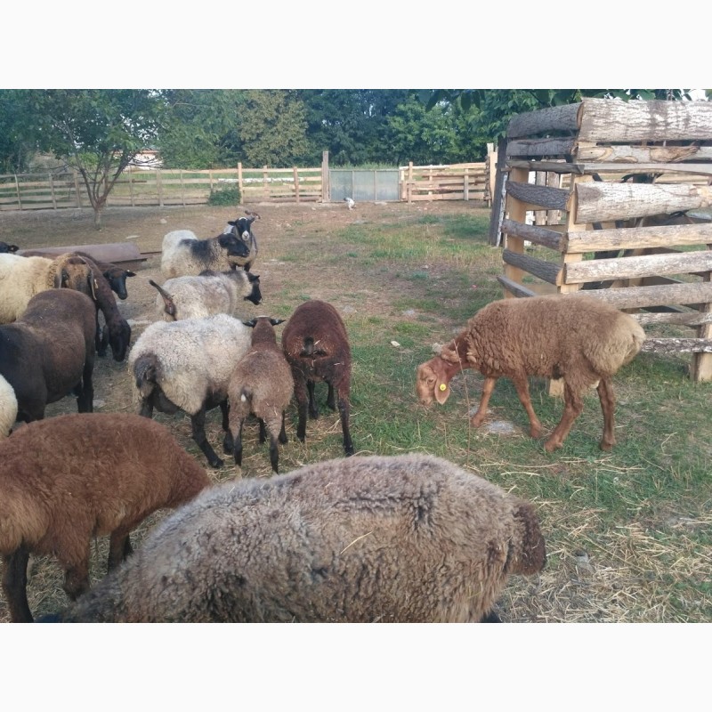 Фото 5. Продам вівці романоської породи