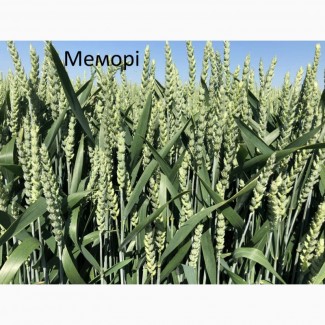 Семена озимой пшеницы Мемори 1-реп. (Франция)
