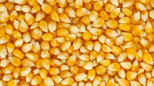 Крупнооптовая закупка кукурузы