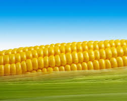 Фото 4. Крупнооптовая закупка кукурузы
