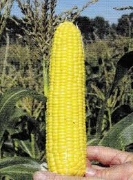 Фото 5. Крупнооптовая закупка кукурузы