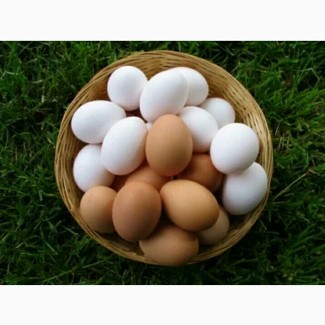 Продам яйца куриные