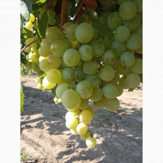 Продам крупный виноград столового сорта Кеша