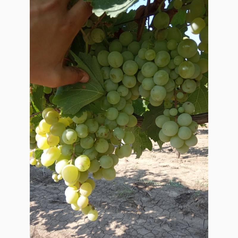 Фото 2. Продам крупный виноград столового сорта Кеша