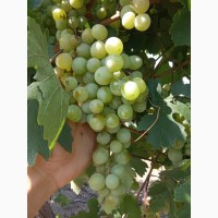 Продам крупный виноград столового сорта Кеша