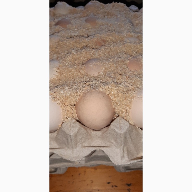 Фото 2. Яйцо инкубационное