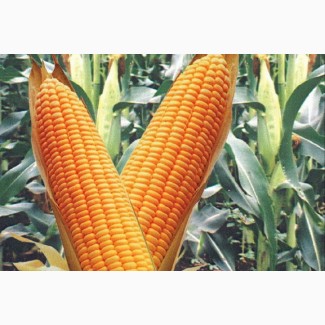 Продаємо ГРАН 240 - посівний матеріал кукурудзи