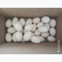 Продам гусячі яйця, порода біла Лінда