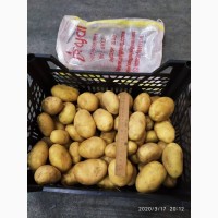 Продам молодую картофель с Египта