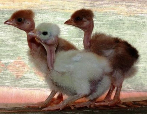 Фото 2. Суточные цыплята кур Голошейка (испанка)