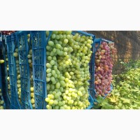 Продам виноград столових сортів