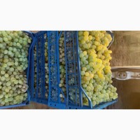 Продам виноград столових сортів