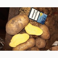 Продам Картошку, сорт Королева Анна 5+ картофель опт