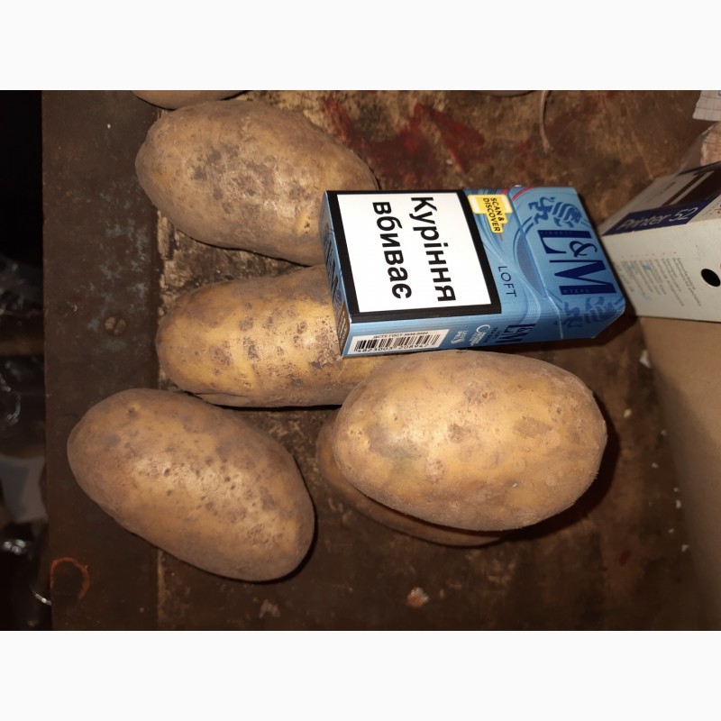 Фото 3. Продам Картошку, сорт Королева Анна 5+ картофель опт