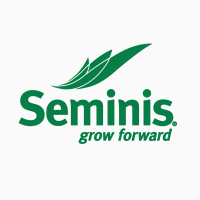 Голландские семена суперкачества в ассортименте от Seminis