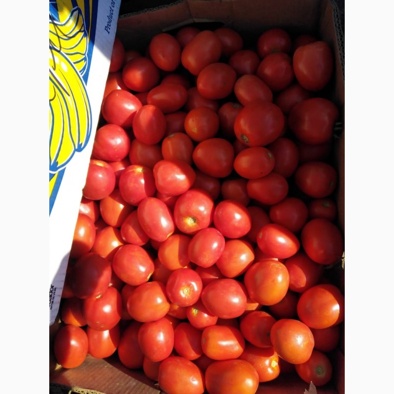Фото 2. Продам помидоры. От поставщиков и производителей