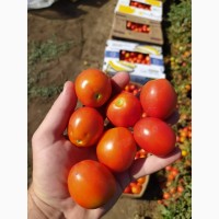 Продам помидоры. От поставщиков и производителей