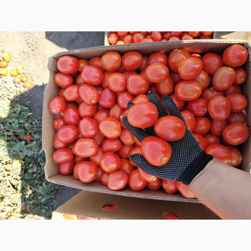 Фото 4. Продам помидоры. От поставщиков и производителей