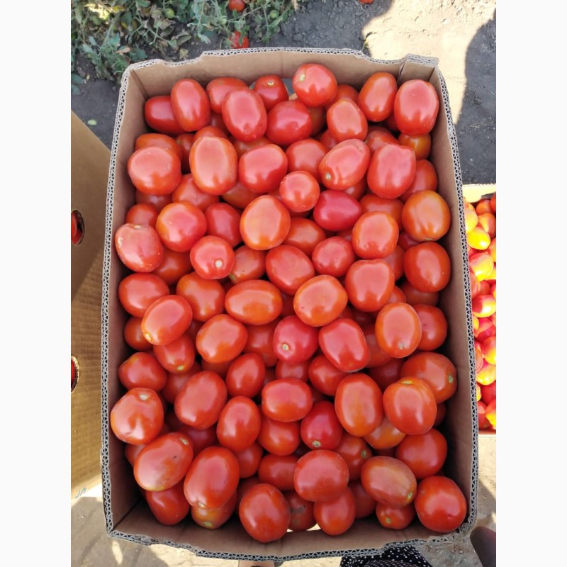 Фото 5. Продам помидоры. От поставщиков и производителей