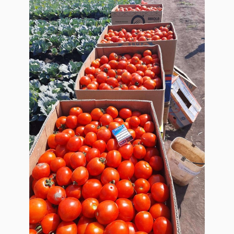Фото 7. Продам помидоры. От поставщиков и производителей