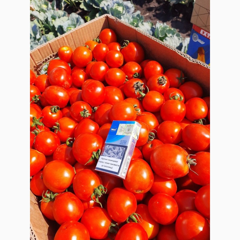 Фото 8. Продам помидоры. От поставщиков и производителей