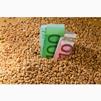 Купуємо пшеницю, сою ГМО та кукурудзу як в базі так і вологу