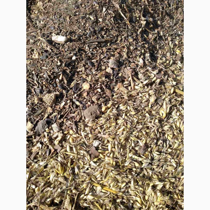 Фото 3. Отходы пшеницы с подсолнухом (10-15%)
