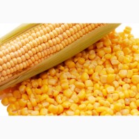 Купуємо кукурудзу на умовах DAP ІЗОВ