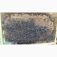 Продам бджолопакети карпатської породи на даданівських рамках