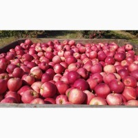 Продам яблоки разных сортов 100 т