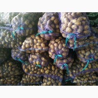 Продам картоплю Гренада 20 т урожаю 2022