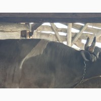 Продам 2 биків ВРХ