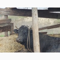 Продам 2 биків ВРХ