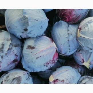 Фото 3. Продам савойску та червоноголову (синю) капусту
