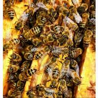 Бджолопакети українсько степова 3+1р. 4р.р. безсотові