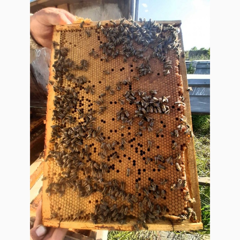 Фото 3. Бджоломатки Карпатки 2024 року. Плідні матки. Продам бджоломатки