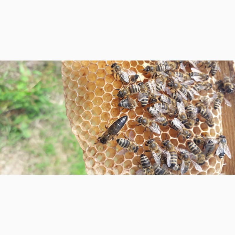 Фото 4. Бджоломатки Карпатки 2024 року. Плідні матки. Продам бджоломатки