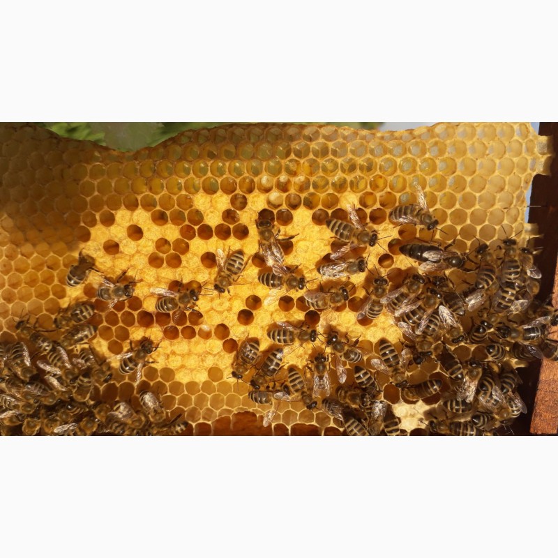 Фото 6. Бджоломатки Карпатки 2024 року. Плідні матки. Продам бджоломатки