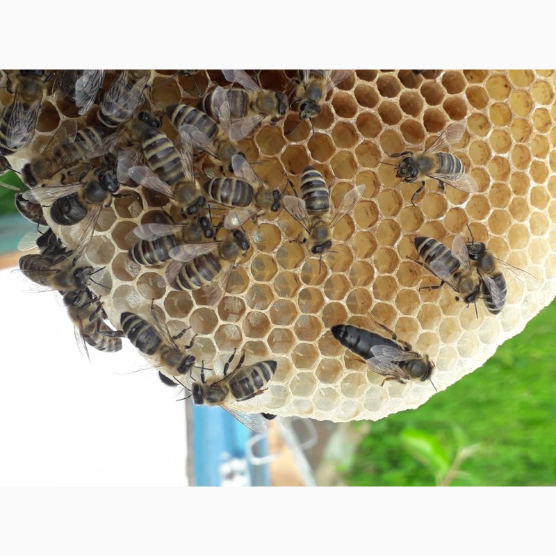 Фото 7. Бджоломатки Карпатки 2024 року. Плідні матки. Продам бджоломатки