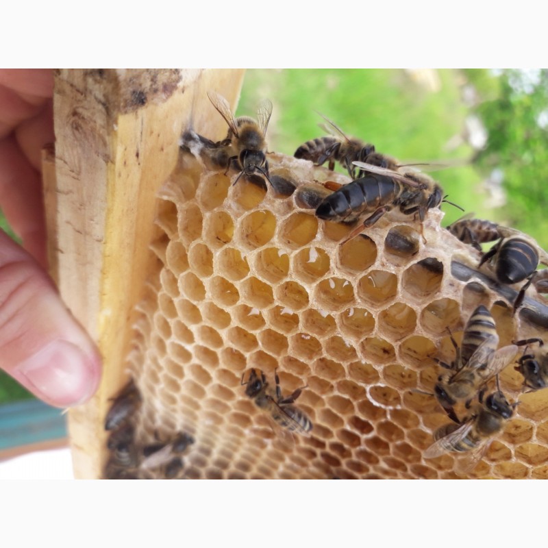 Фото 8. Бджоломатки Карпатки 2024 року. Плідні матки. Продам бджоломатки