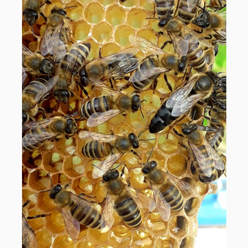 Фото 9. Бджоломатки Карпатки 2024 року. Плідні матки. Продам бджоломатки