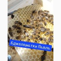 Бджоломатки Карпатки 2024 року. Плідні матки. Продам бджоломатки