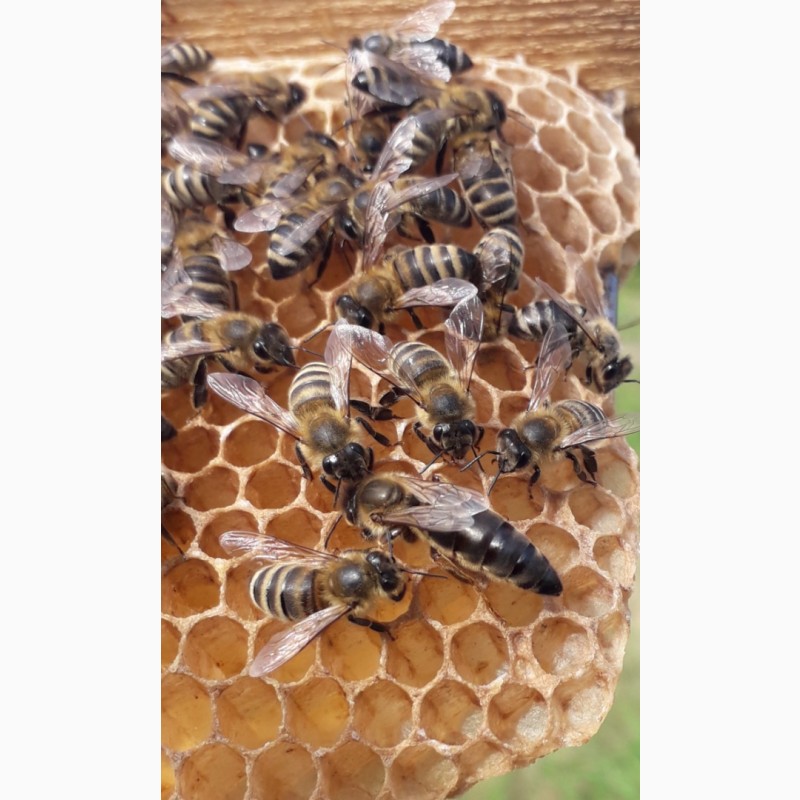 Фото 2. Бджоломатки Карпатки 2024 року. Плідні матки. Продам бджоломатки