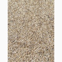 Продам ячмінь та пшеницю (можливий експорт)