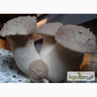 Белый степной гриб - мицелий