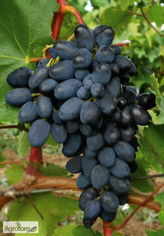 Продам виноград оптом Лора, Аркадия, Кадрянка, Кеша - столовые сорта